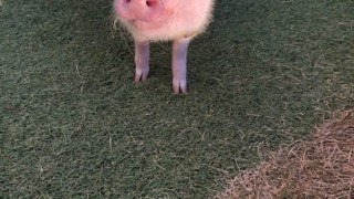 Thumbnail of post image 112