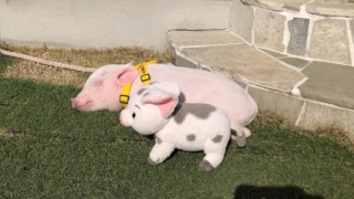 Thumbnail of post image 149