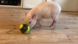 Thumbnail of post image 186