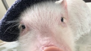 Thumbnail of post image 083