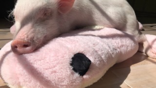 Thumbnail of post image 097