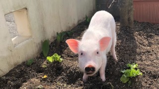 Thumbnail of post image 125