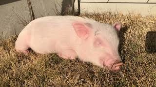 Thumbnail of post image 122